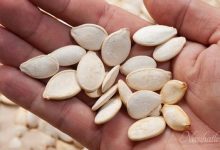 Kabak çekirdeğinin faydaları