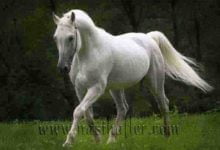 beyaz at beyaz at rahle