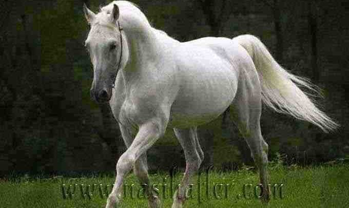 beyaz at beyaz at
