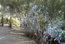 Uğursuzluğun Çaresi